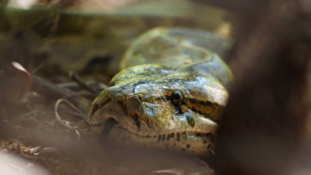 Aventura en pelotas XL • Temporada 6 • Serie TV